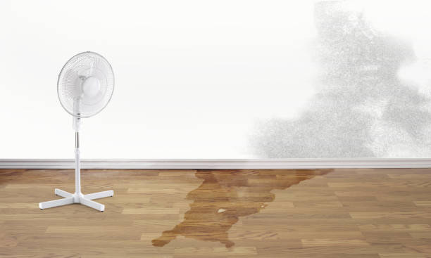 Best Water damage restoration near me  in Picnic Point, WA